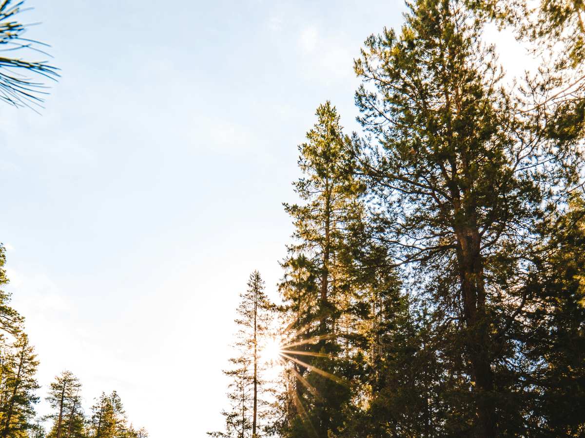 Pacific Northwest forest with Douglas fir and pine trees — tree service area in Corvallis, Oregon