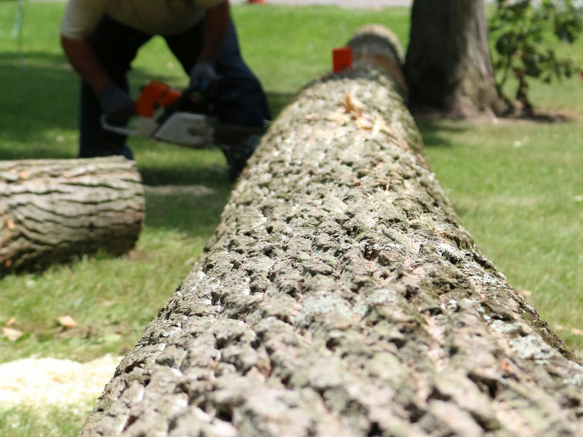 Felled tree being cut into sections on residential lawn — completed tree removal in Corvallis, Oregon