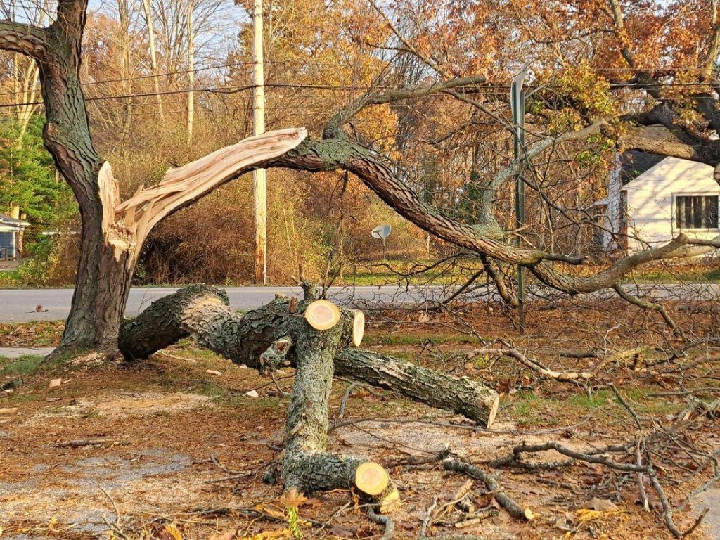 Storm-damaged tree with snapped trunk on residential street — emergency tree service in Corvallis, Oregon