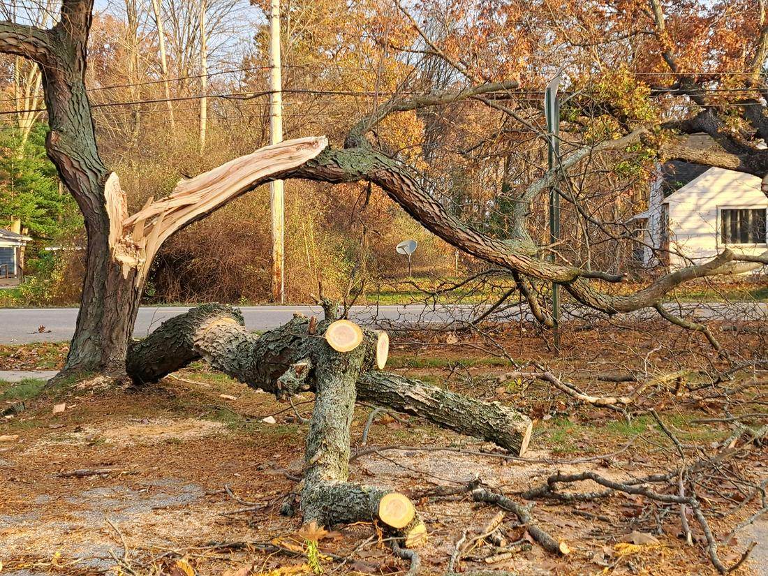 Storm-damaged tree being removed from a Corvallis property