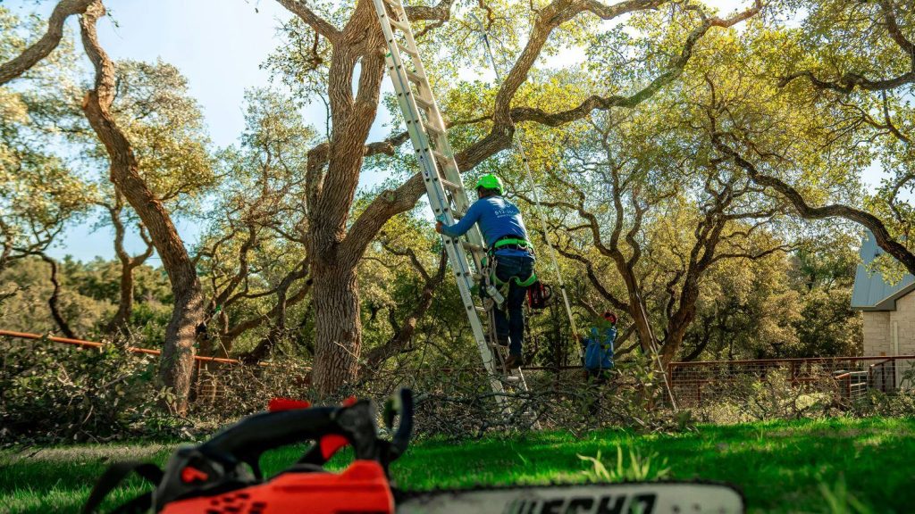 Local tree service crew climbing oak tree with chainsaw equipment — tree service in Corvallis, Oregon