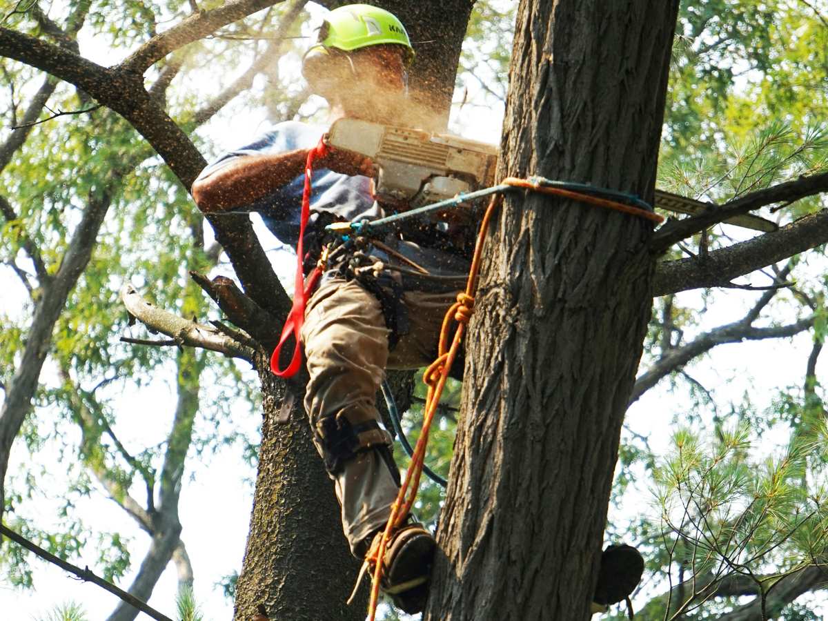 Arborist with chainsaw removing pine tree — tree removal in Corvallis, Oregon