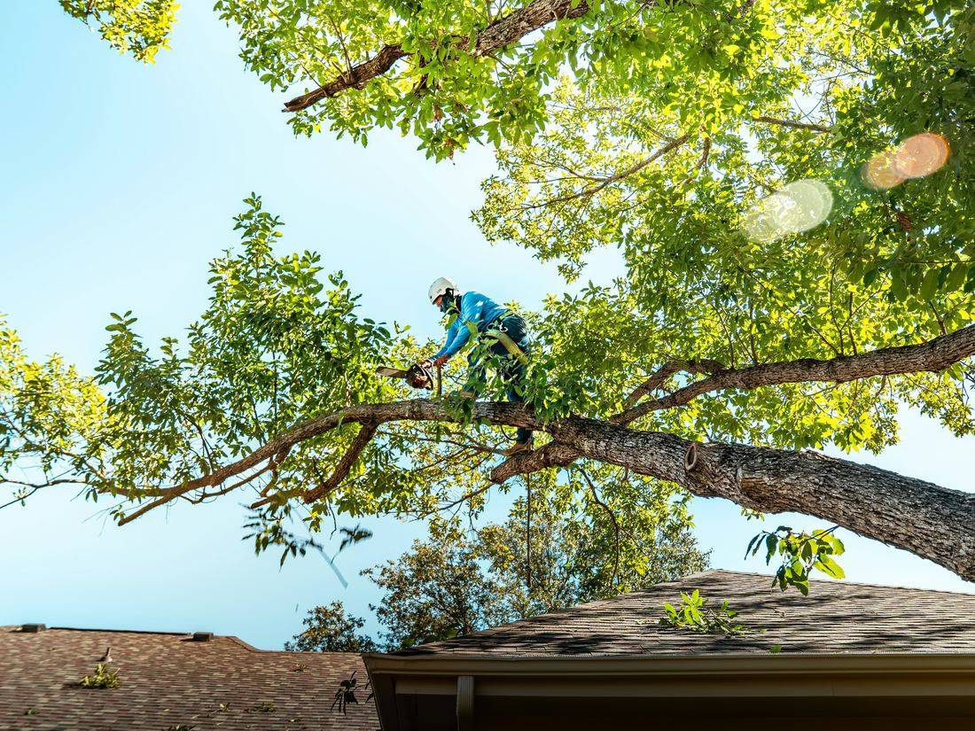 Climber pruning large tree near residential roof — tree trimming in Corvallis, Oregon
